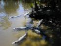 Alligators
