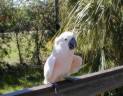 A Friendly Bird