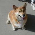 Carmel, Ed and Jean's Dog.