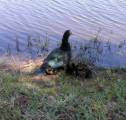 Momma Duck and Her Babies.