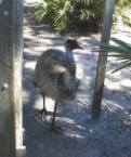 Emu