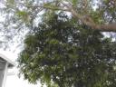 Their Grapefruit Tree